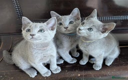 Russian Blue cats for sale: Pedigree TICA Registered kittens - Image 27