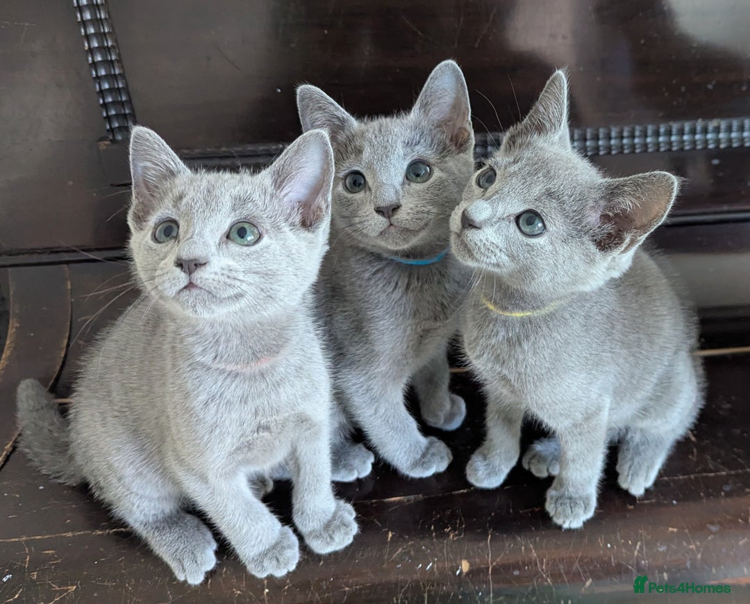 Russian Blue cats for sale: Pedigree TICA Registered kittens - Image 27