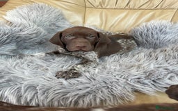 German Shorthaired Pointer dogs for sale: German shorthaired pointer boys and girls  - Image 7