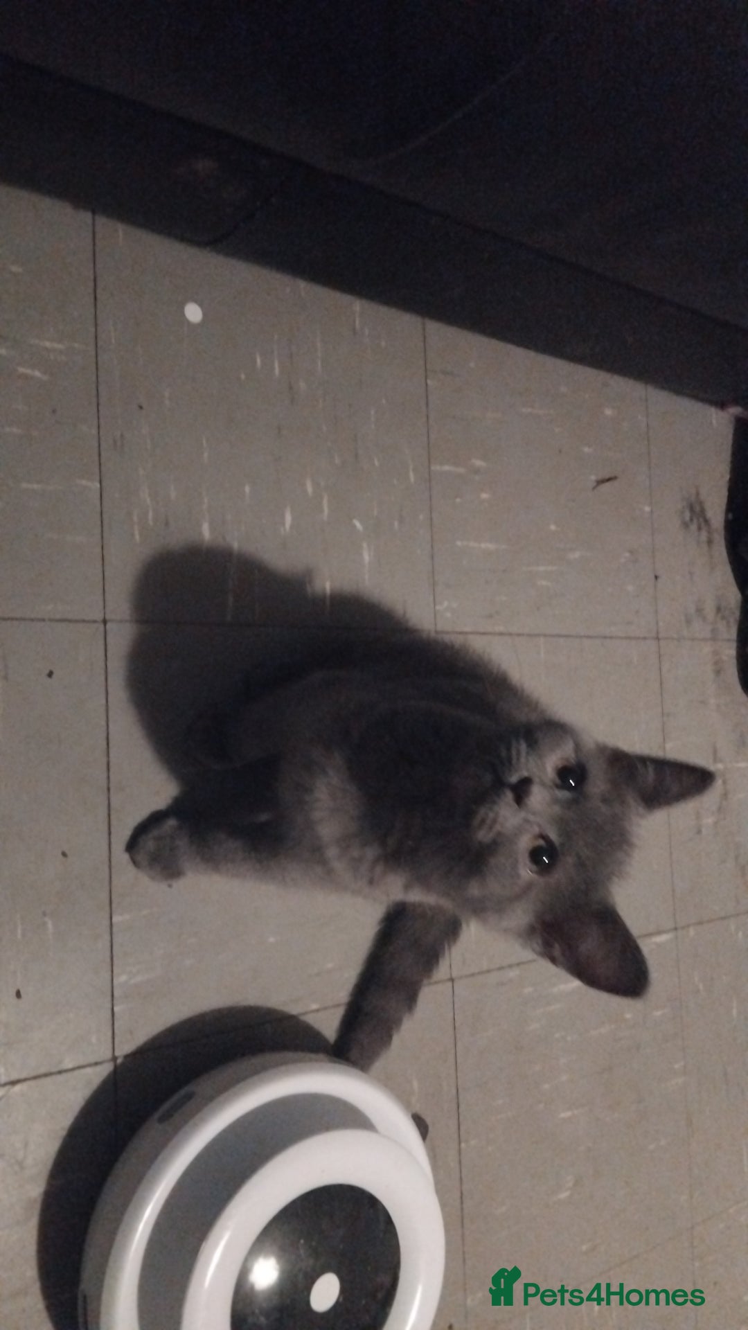 British Shorthair cats for sale: Sheba British blue  - Image 4