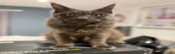 Maine Coon cats for sale: Prince  - Advert 2