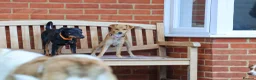 Mixed Breed dogs for adoption: Lovely Little Lotus - Advert 13