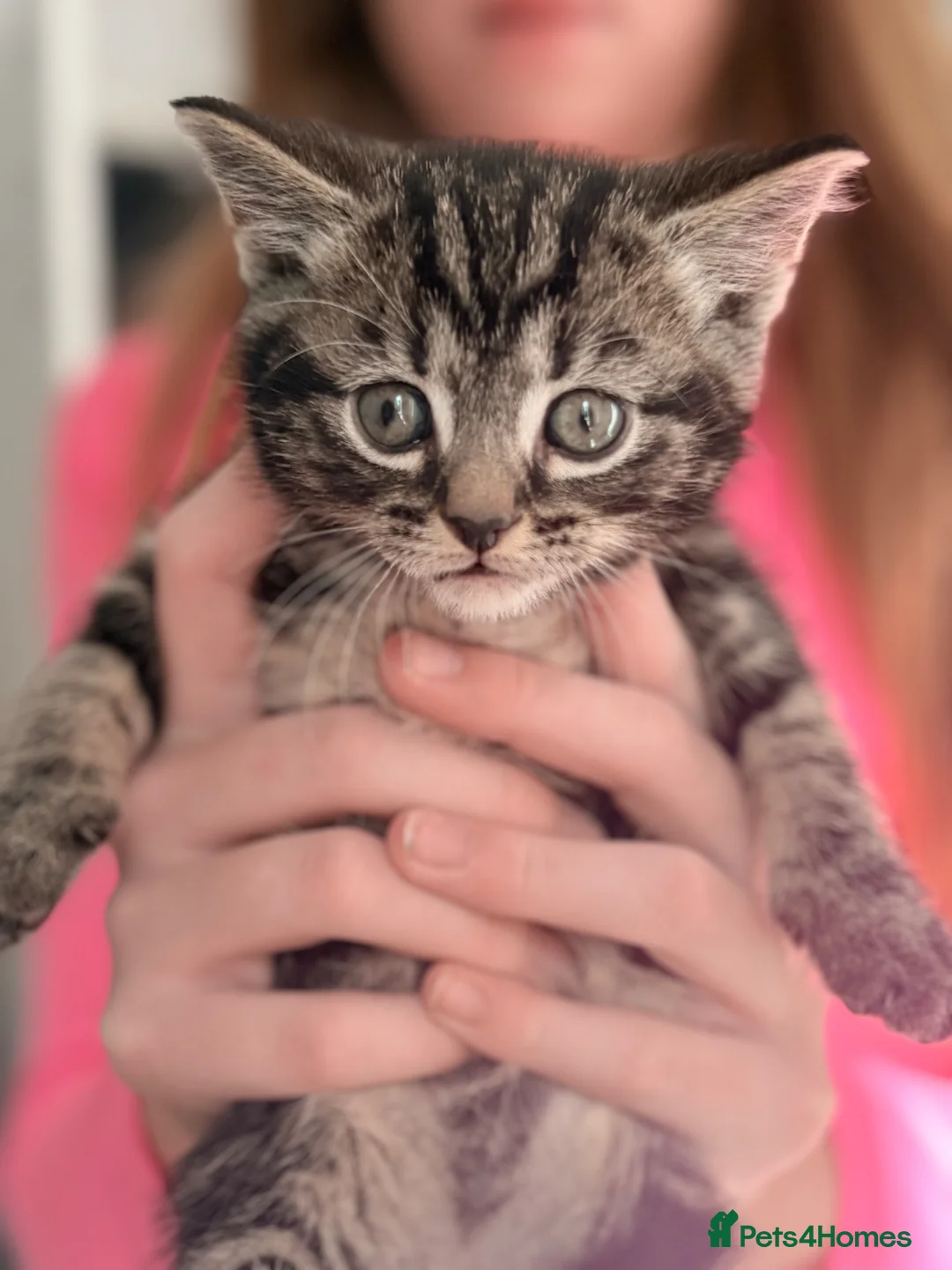 Mixed Breed cats for sale: Adorable kitten ready for new homes  - Advert 2