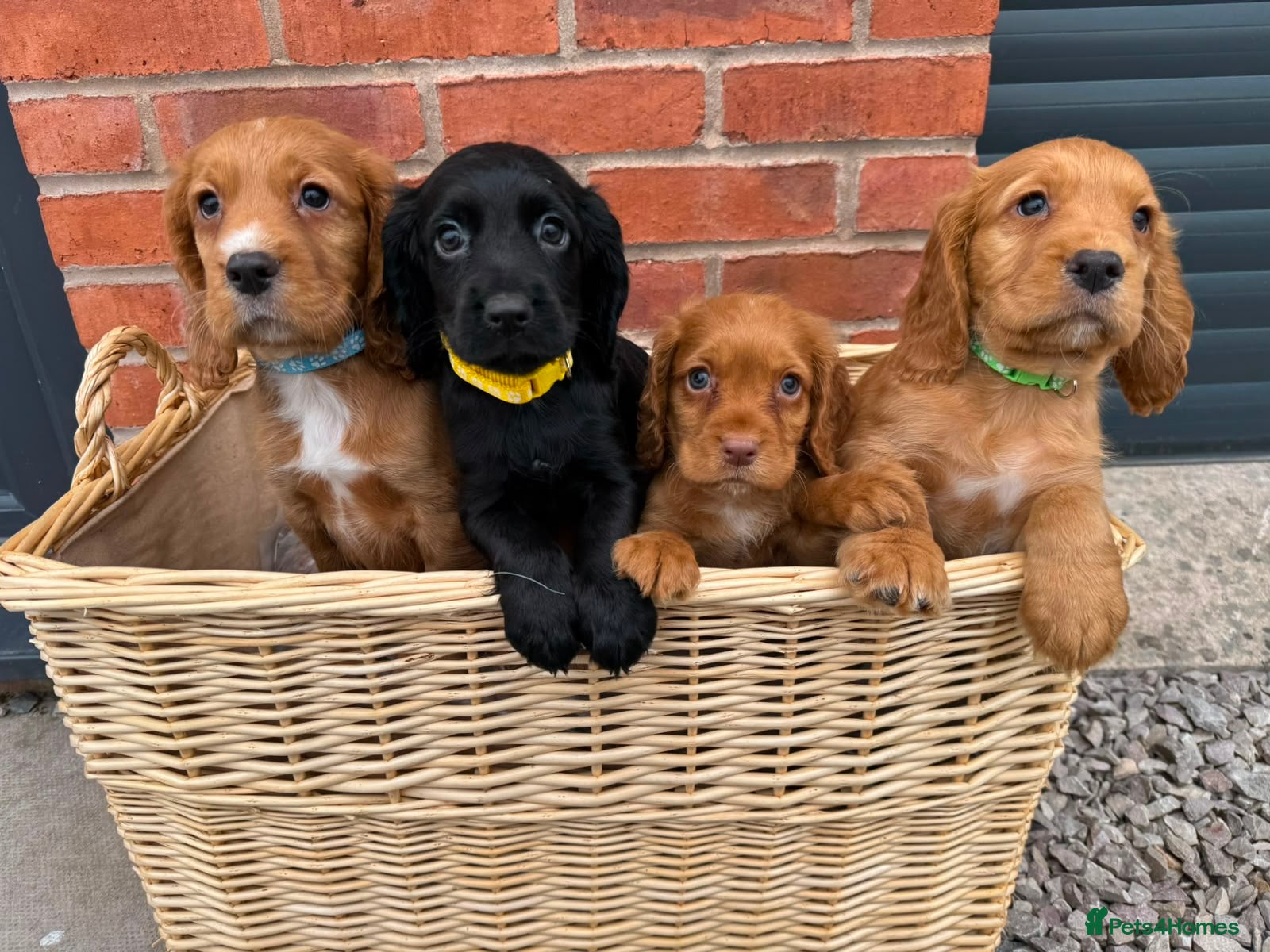 Cocker Spaniel dogs Cocker Spaniel Puppies - Advert 2