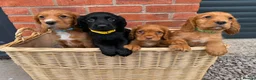 Cocker Spaniel dogs for sale: Cocker Spaniel Puppies - Advert 2