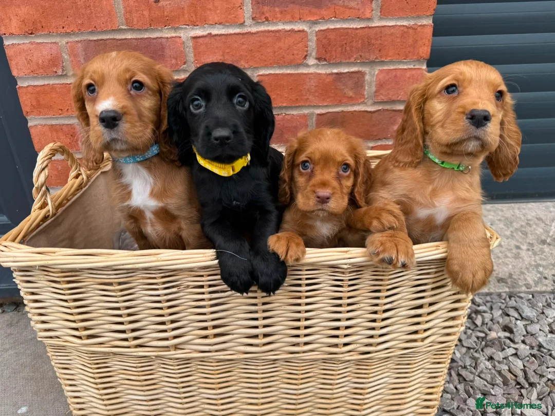 Cocker Spaniel dogs for sale: Cocker Spaniel Puppies - Advert 2
