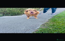 Shar Pei dogs for stud: Choc and tan top quality Sharpei stud  - Image 2