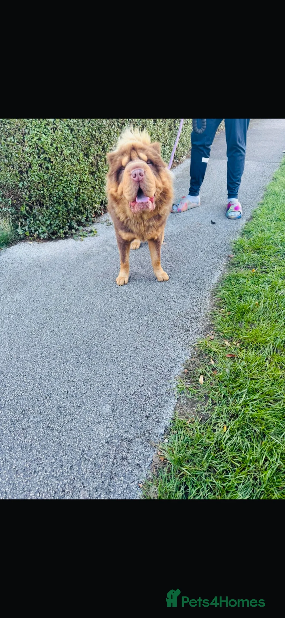 Shar Pei dogs for stud: Choc and tan top quality Sharpei stud  - Advert 2