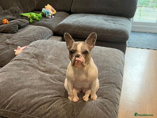 French Bulldog dogs for sale: Loving frenchie - Advert 1