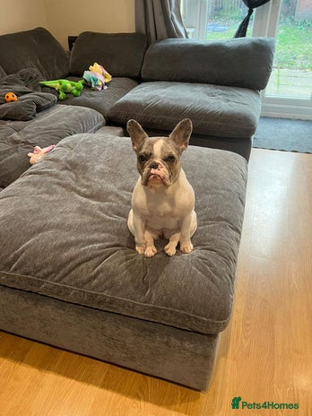 French Bulldog dogs Loving frenchie - Advert 1