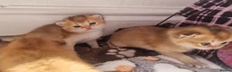 British Shorthair cats for sale: Pedigree Golden British Shorthair kittens - Advert 18
