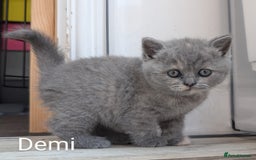 British Shorthair cats for sale: GCCF Registered British Shorthair Kittens for Sale - Image 12
