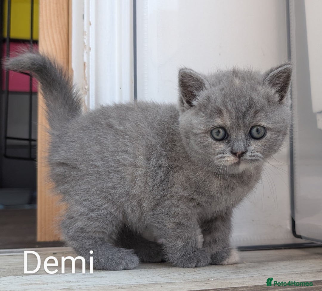 British Shorthair cats for sale: GCCF Registered British Shorthair Kittens for Sale - Image 12
