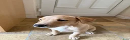 Labrador Retriever dogs for sale: 6th Generation KC Pedigree Labrador Retriever  - Advert 4