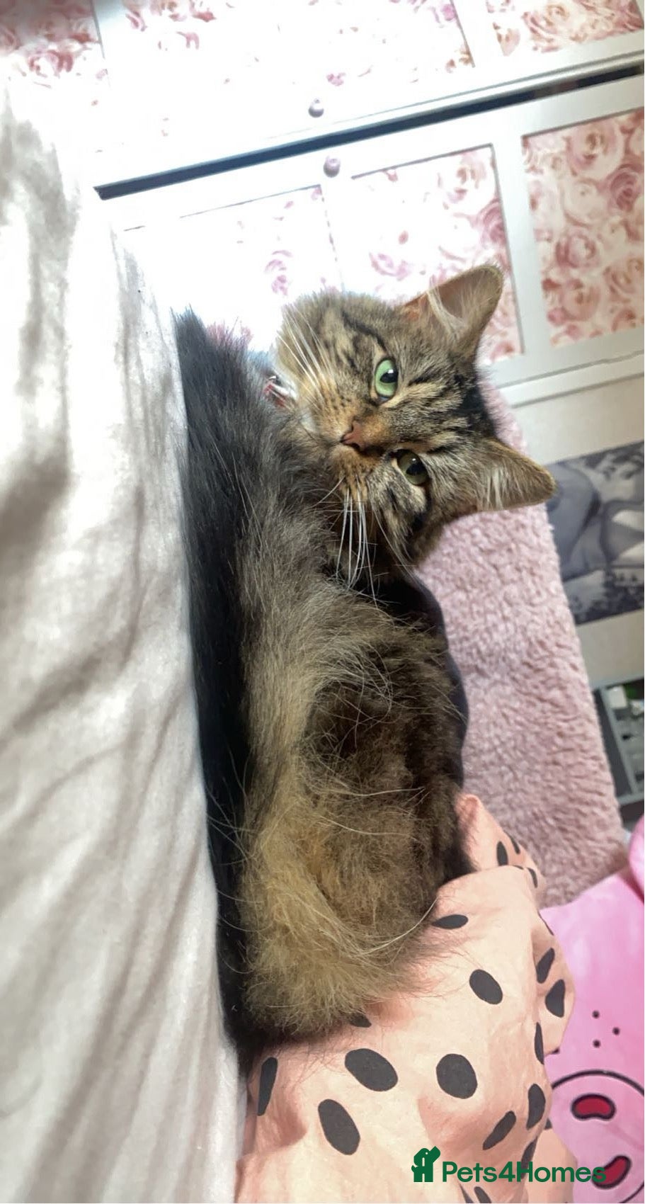 Mixed Breed cats Hi I’m tabby  - Advert 12