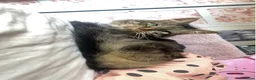 Mixed Breed cats for sale: Hi I’m tabby  in Harrogate - Advert 1