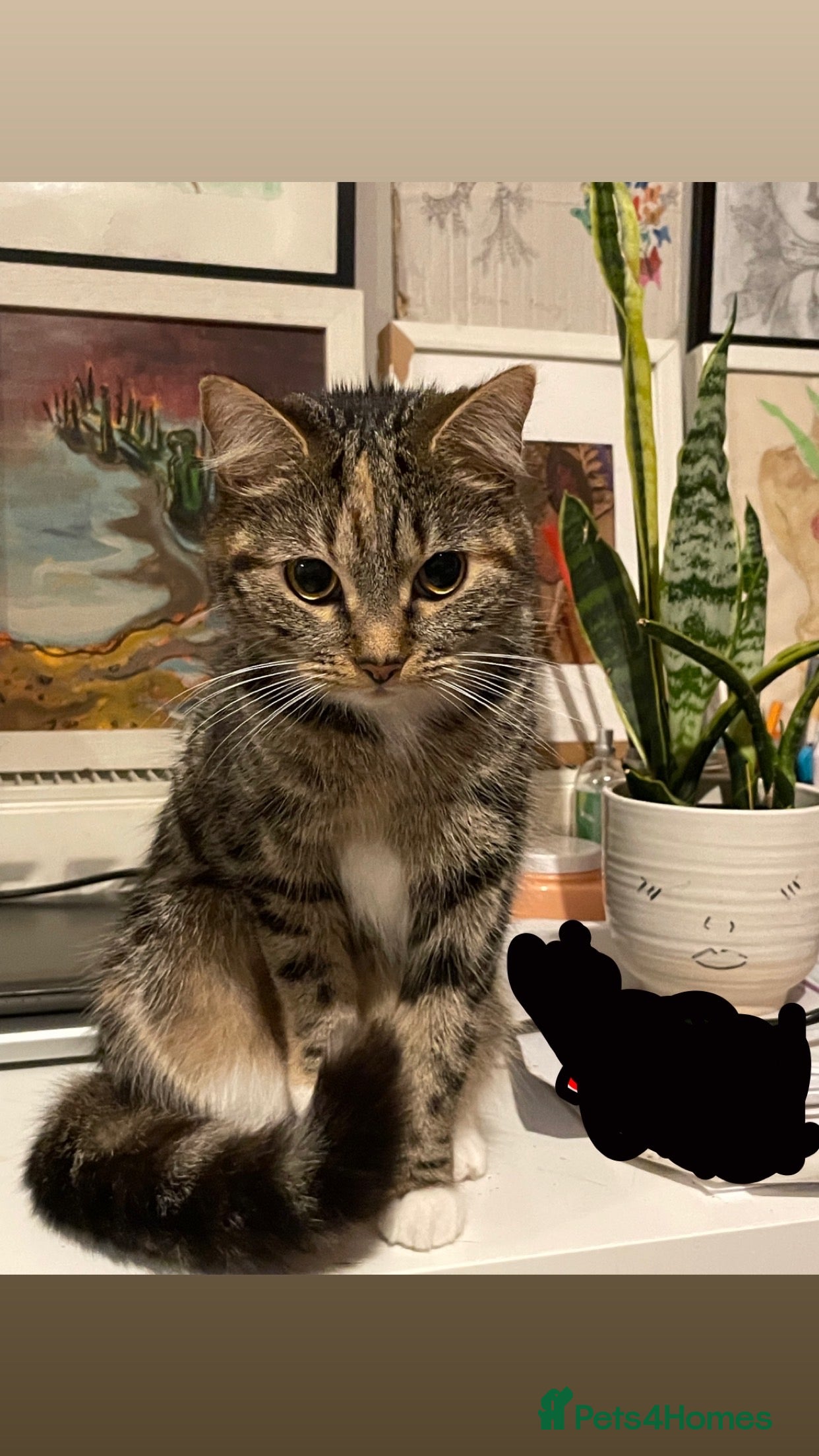 Mixed Breed cats Sheeba - Advert 7