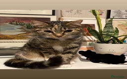Mixed Breed cats for sale: Sheeba - Image 1