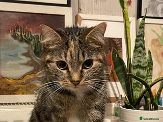 Mixed Breed cats for sale - Advert 1