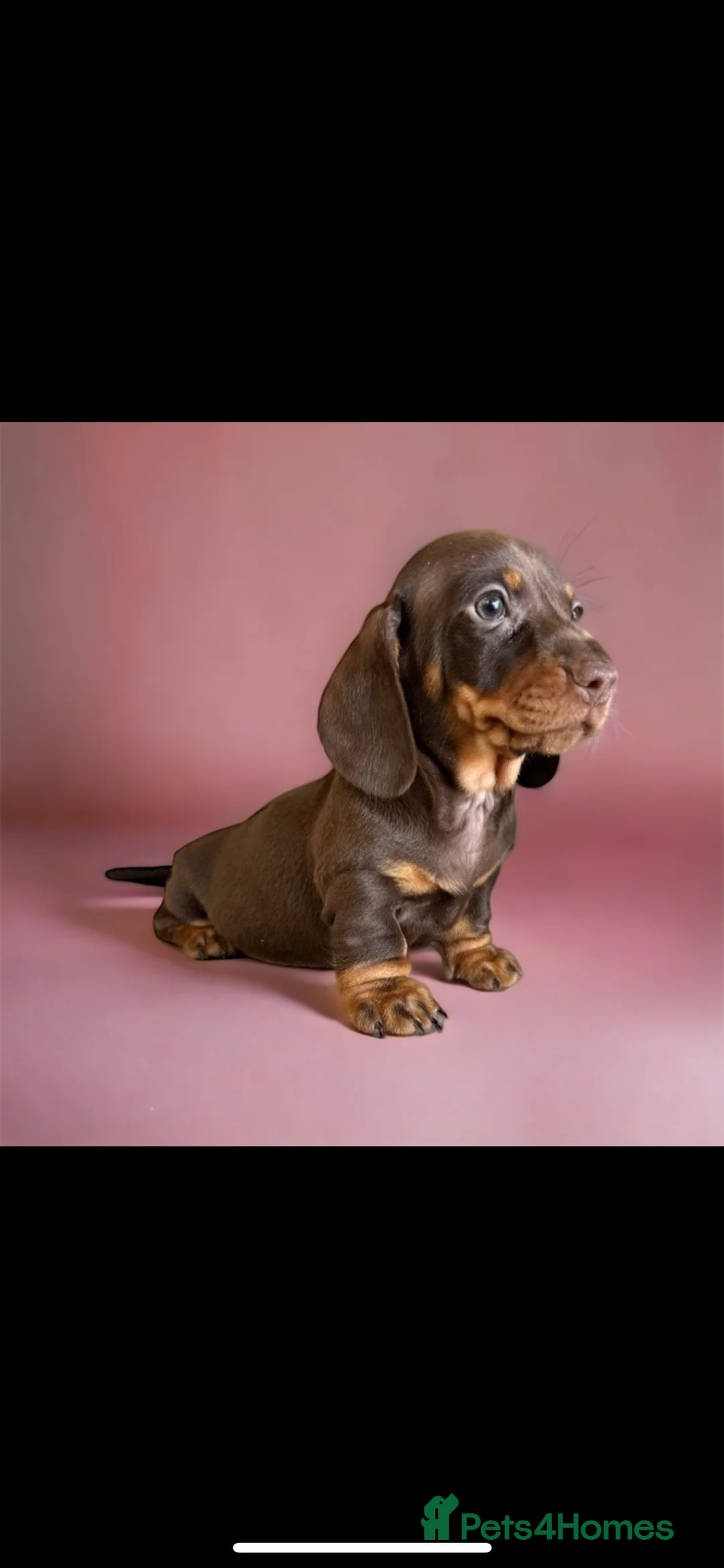 Miniature Dachshund dogs for stud: SHOW LINE CHAMP Bred Choc Dapple Mini Dachshund  in Manchester - Advert 11