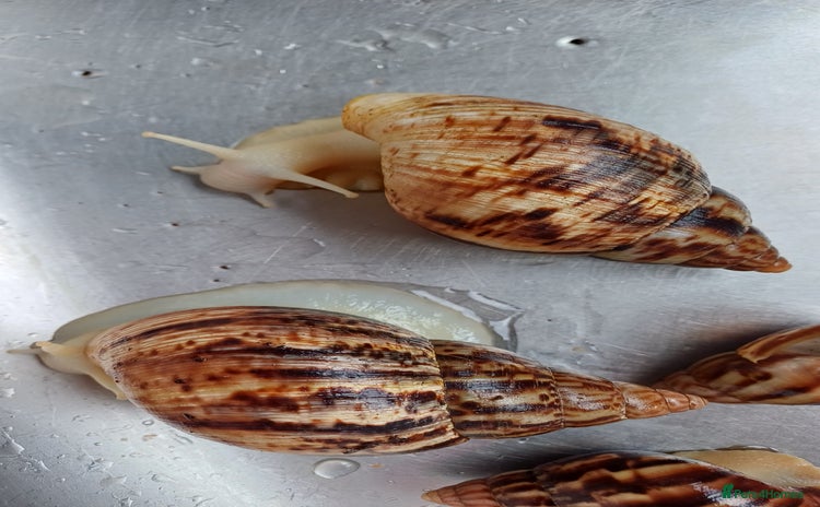 Snails invertebrates - Advert 1