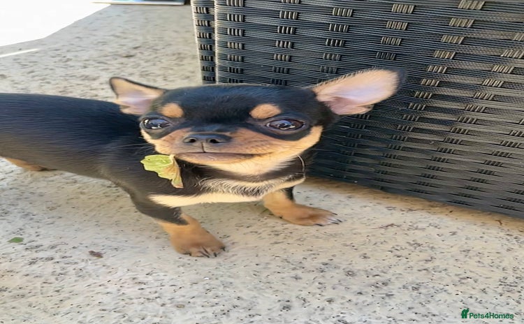 Chihuahua dogs - Advert 2