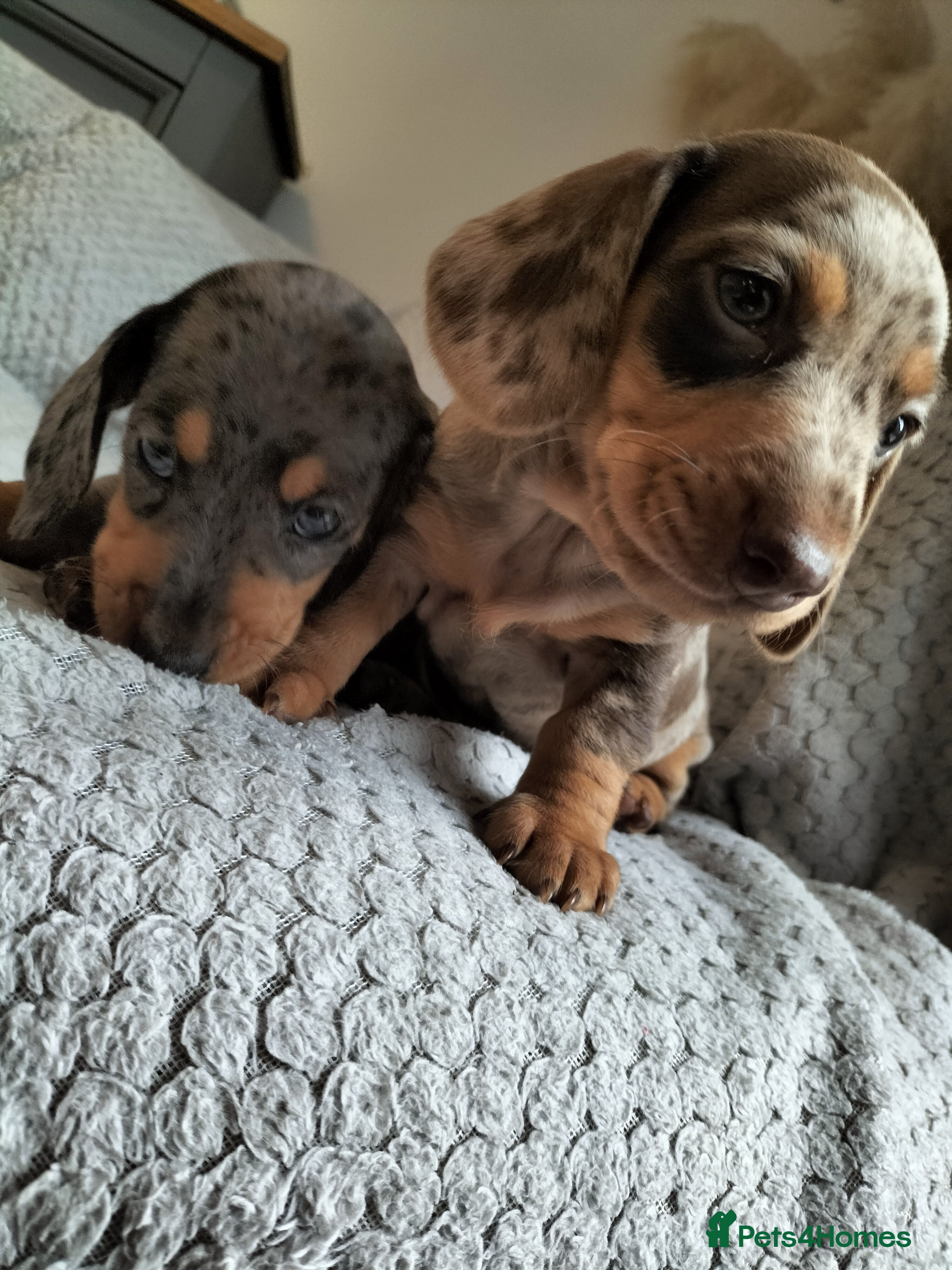 Miniature Dachshund dogs Beautiful miniature dachshunds 😊 - Advert 18