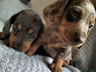 Miniature Dachshund dogs Beautiful miniature dachshunds 😊 - Advert 5