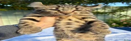 Keetso cats for sale: Awesome rare silver polydactyl female  - Advert 7