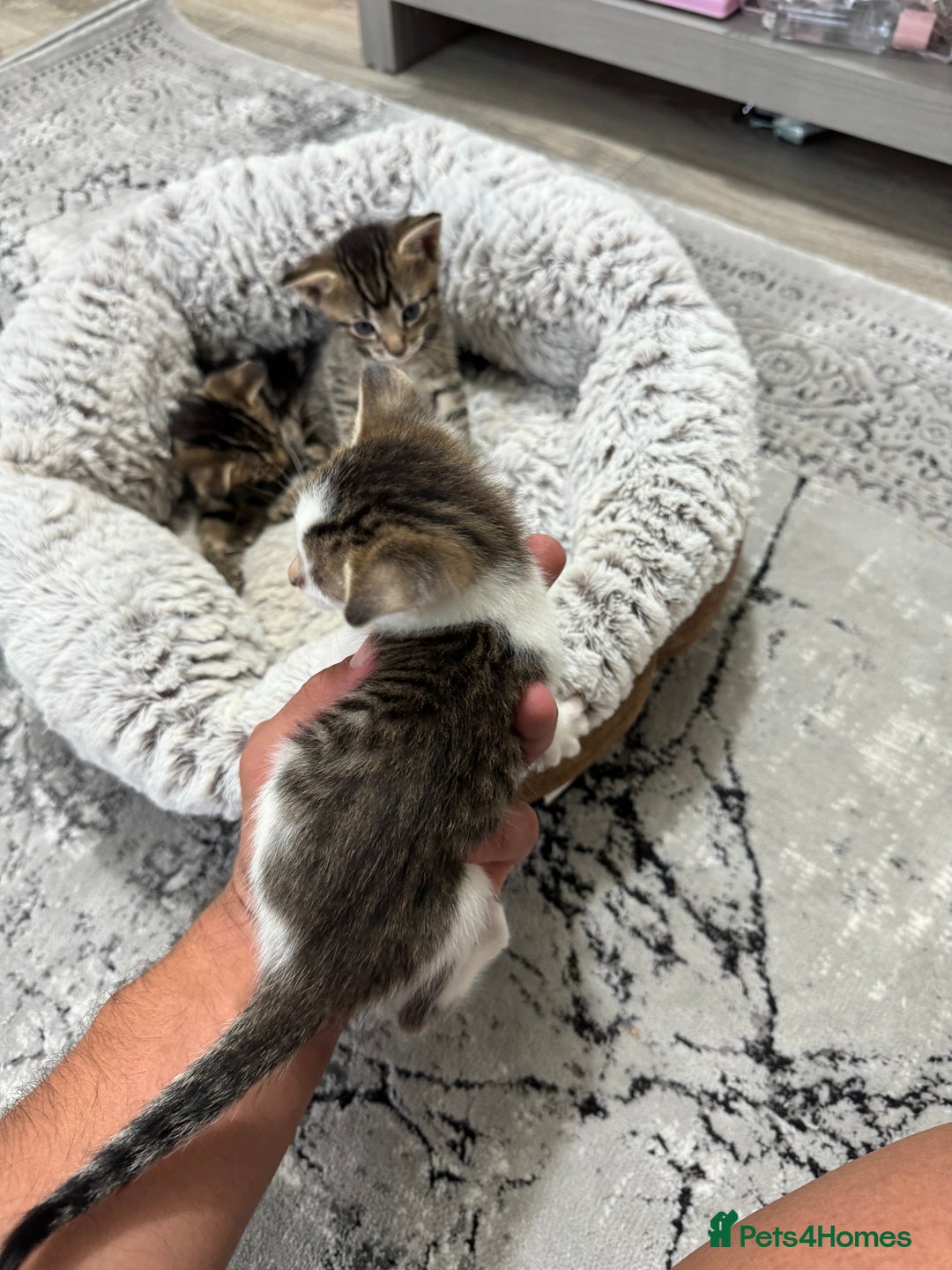 Mixed Breed cats for sale: 2 Adorable Boy Kittens for sale - Image 3