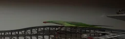 Parrots birds for sale: Hand-Tamed & Trained Alexandrine Parrot in Rotherham - Advert 3