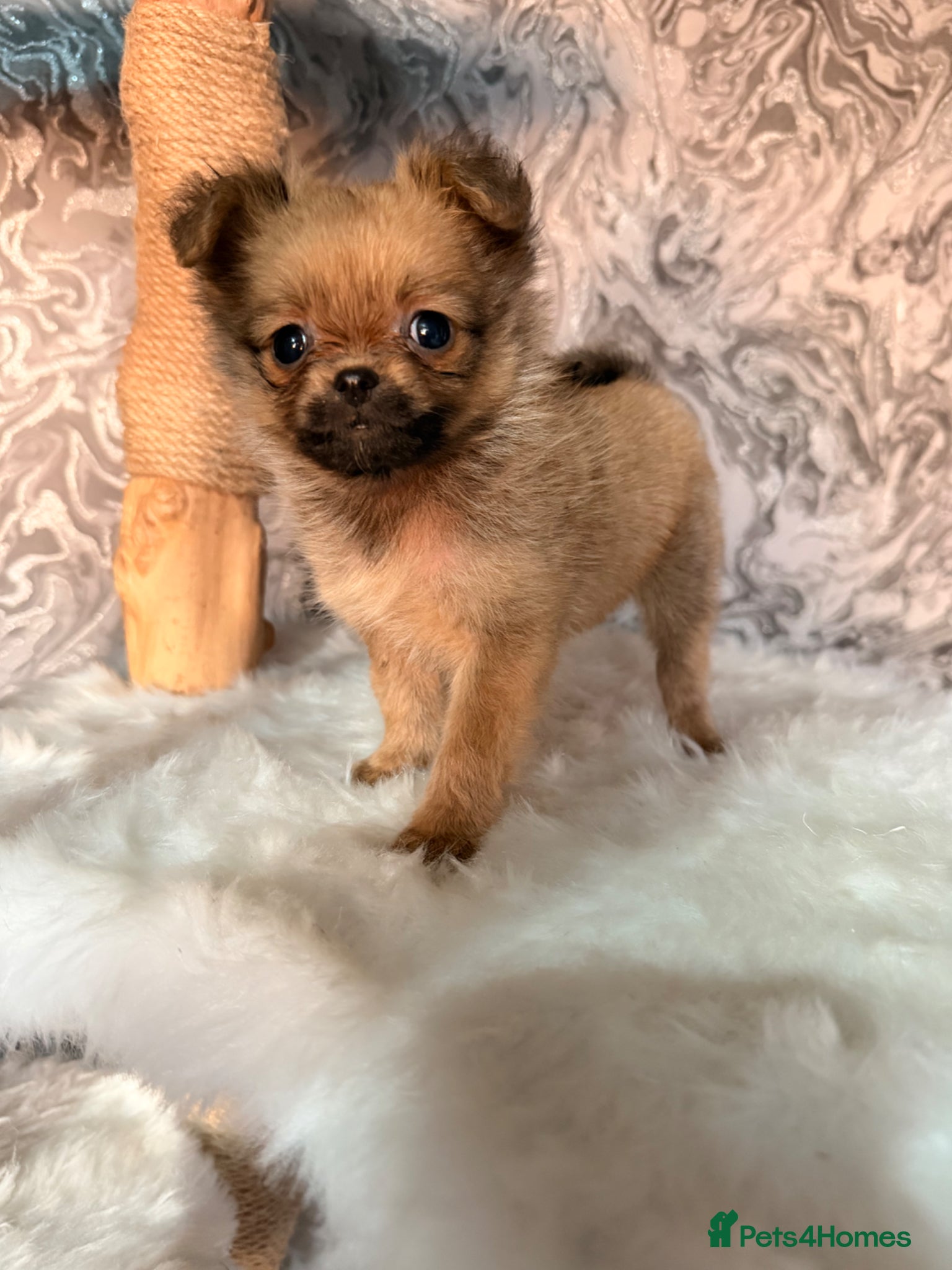 Pomeranian dogs LAST POMERANIAN GIRL🎀 - Advert 15