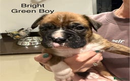 Boxer dogs for sale: Boxer Puppies  - Advert 15