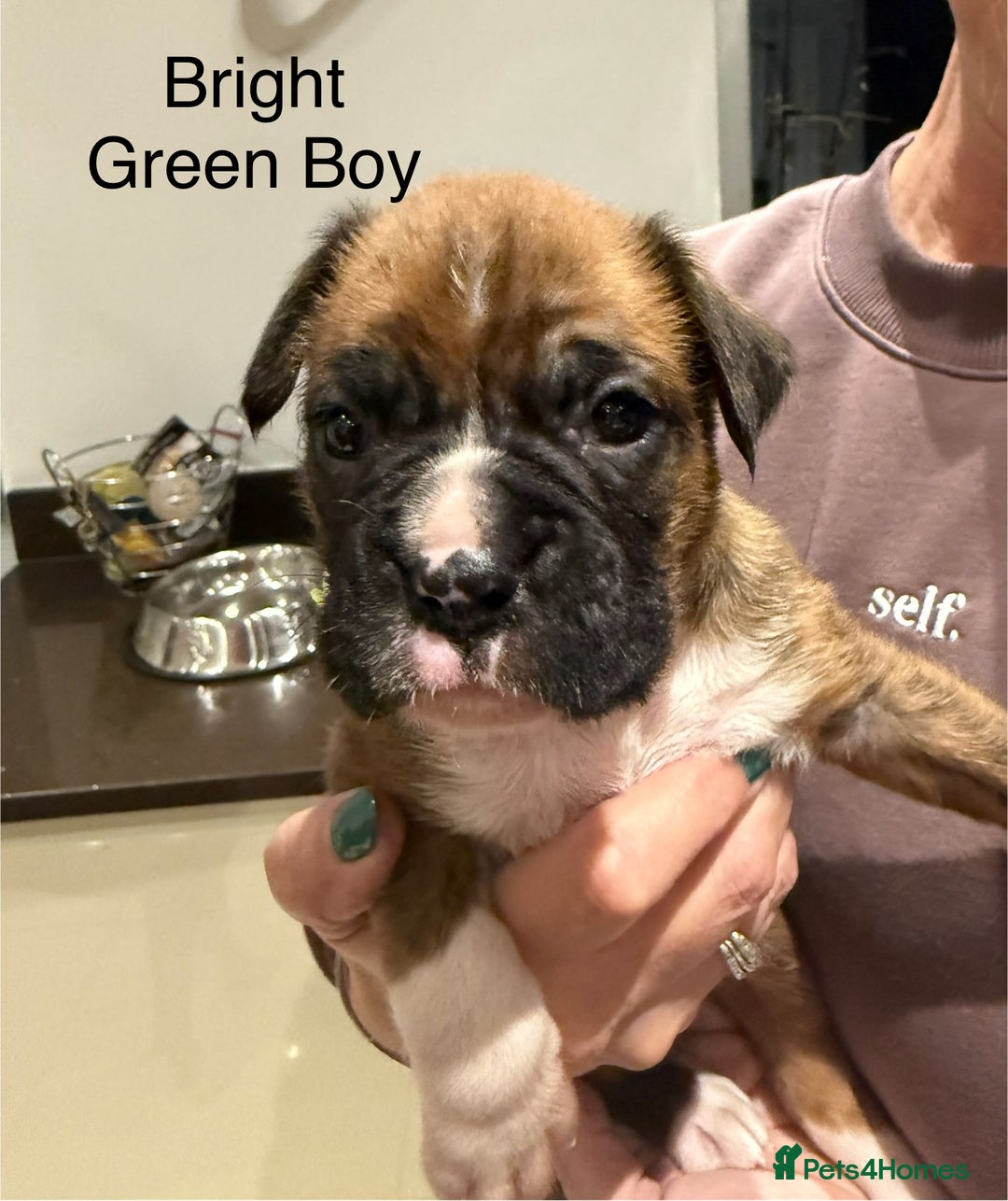 Boxer dogs for sale: Boxer Puppies  - Advert 15