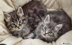 Maine Coon cats for sale: 2 stunning 3/4 Maine Coon boys - Image 1
