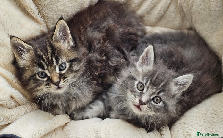 Maine Coon cats - Advert 4