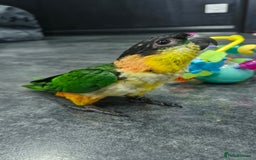 Parrots birds for sale: Hand reared Baby Black Headed Caiques  - Image 2