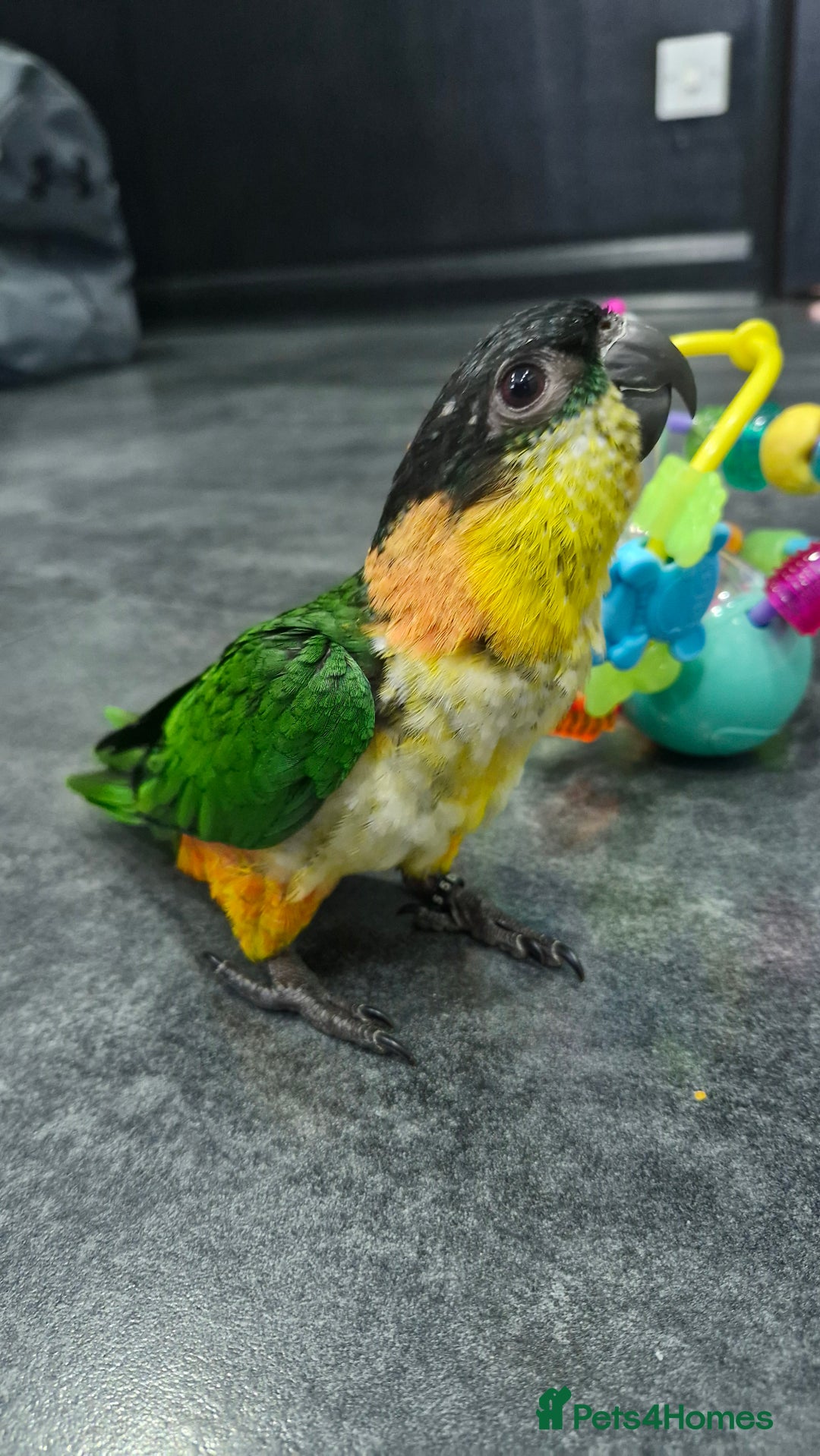 Parrots birds for sale: Hand reared Baby Black Headed Caiques  - Image 2