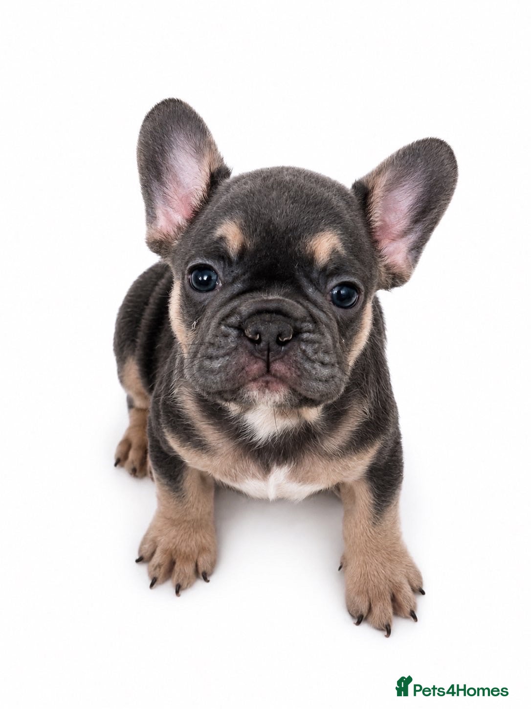 French Bulldog dogs  French Bulldog Puppies READY NOW  - Advert 4