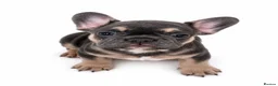 French Bulldog dogs for sale: Ready Now french bulldog puppies - Advert 16