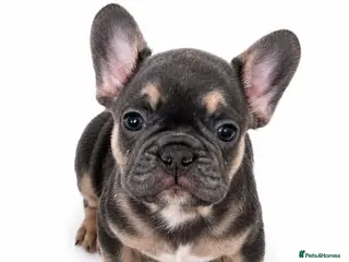 French Bulldog dogs French Bulldog Puppies READY NOW - Advert 4