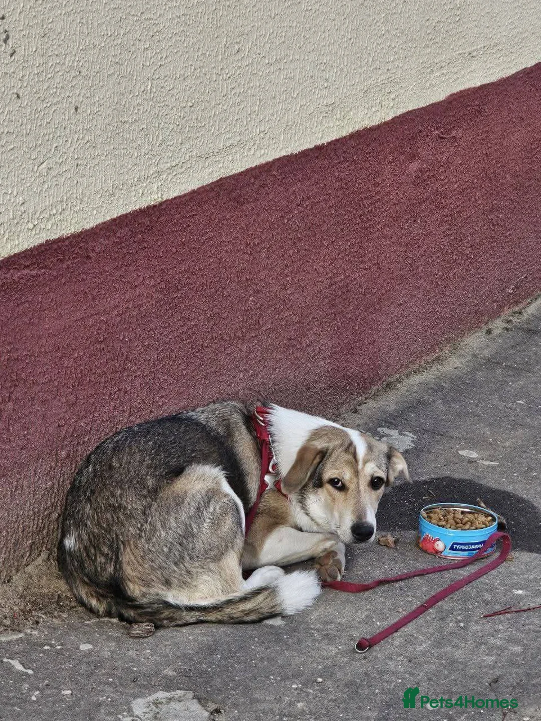 Mixed Breed dogs for adoption: FOSTER/ADOPT:❤️NINA hopes the world can be kind - Advert 21