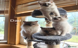 Ragdoll cats for sale: 4 beautiful ragdoll kittens  - Image 32