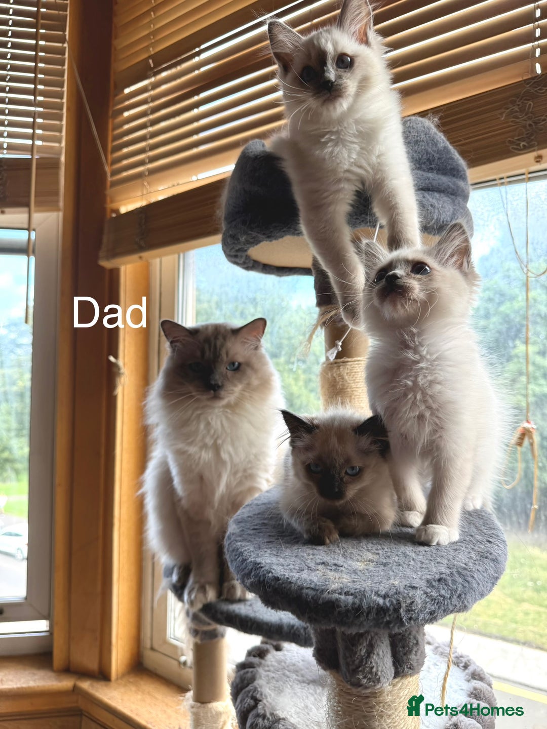 Ragdoll cats for sale: 4 beautiful ragdoll kittens  - Image 32