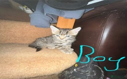 Maine Coon cats for sale: 6 Maine Coon cross* Kittens  - Image 6