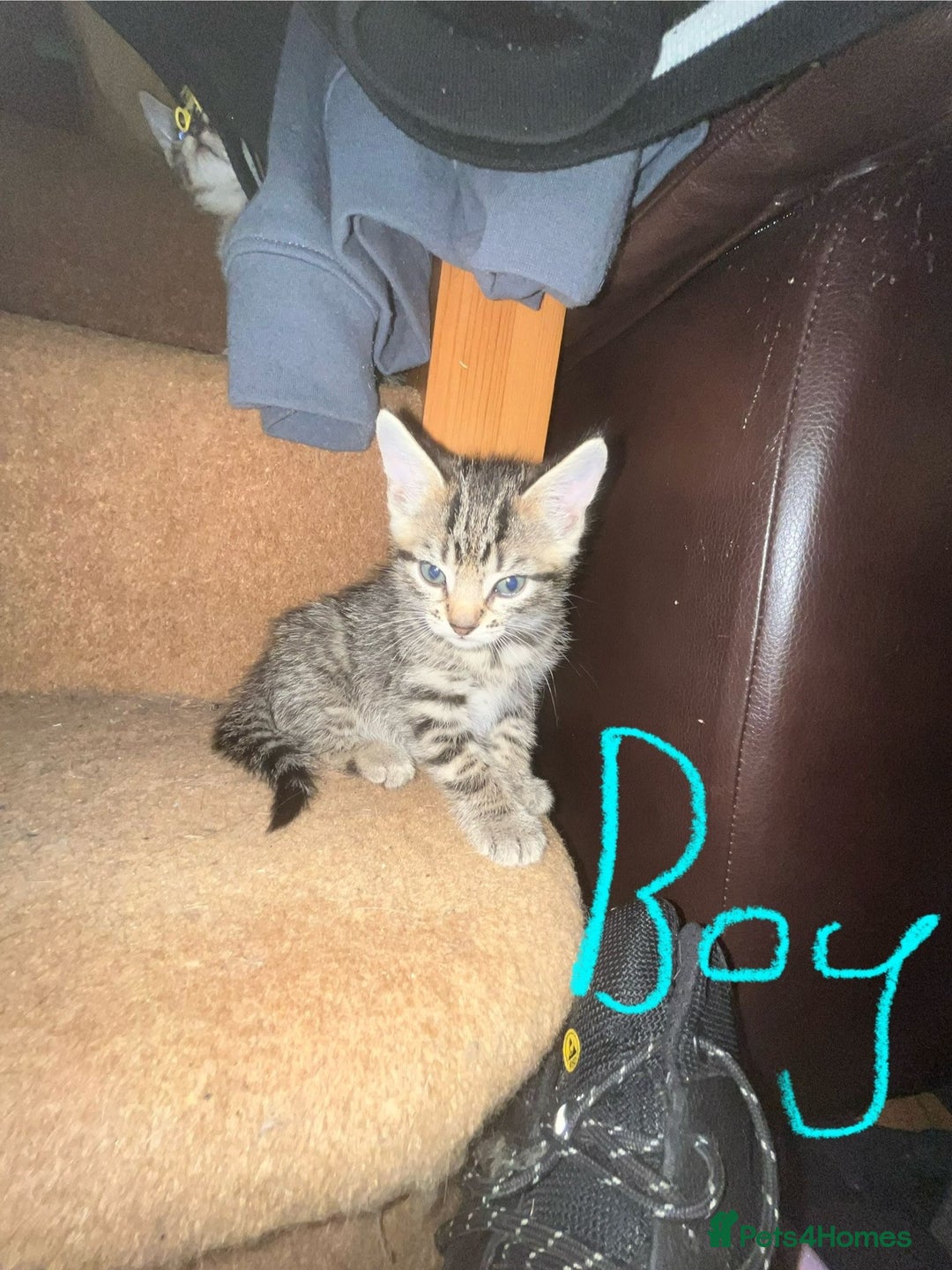 Maine Coon cats for sale: 6 Maine Coon cross* Kittens  - Image 6