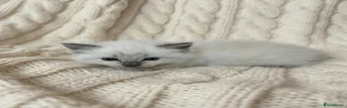 Ragdoll Kitten 2