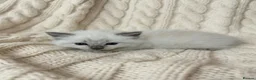 Ragdoll cats for sale: Beautiful Ragdoll Kittens 🤍 - Advert 9