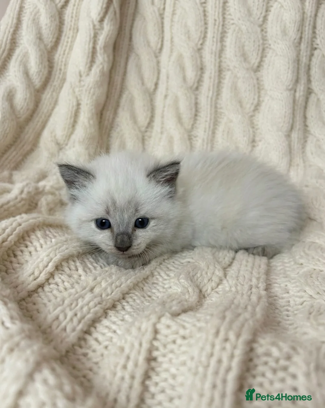 Ragdoll cats for sale: Beautiful Ragdoll Kittens 🤍 - Advert 9