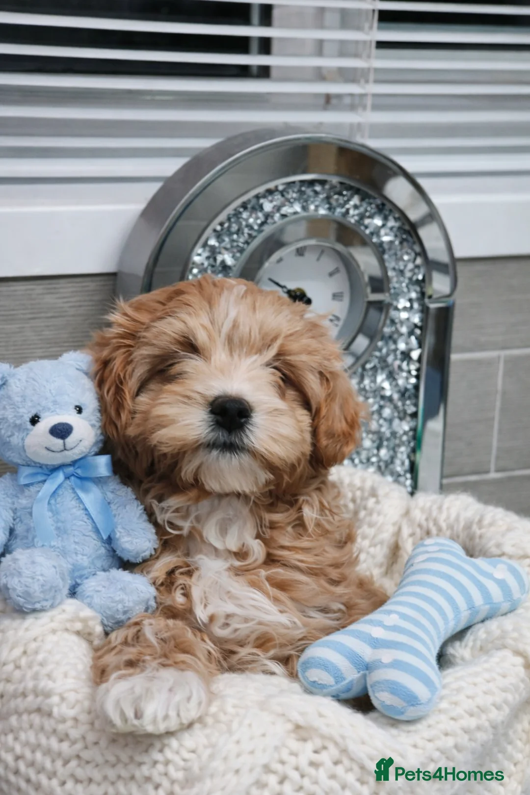 Maltipoo dogs for sale: Exclusive F1 Tiny Asian Maltipoo Puppies  - Advert 4